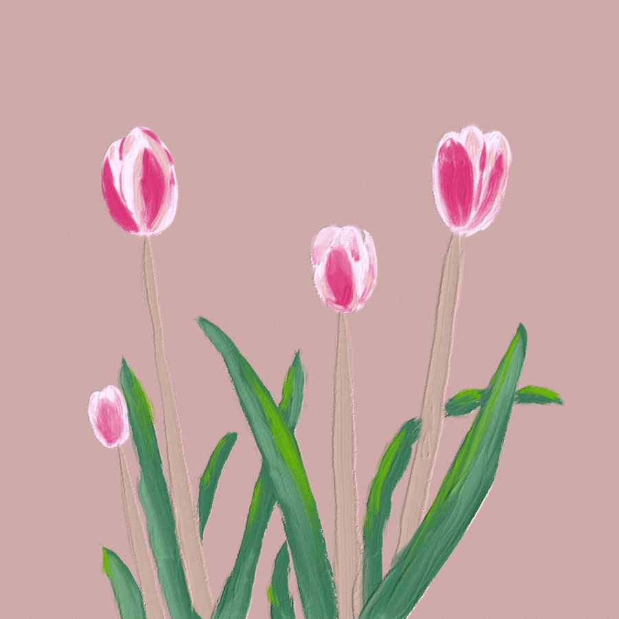 玫红色郁金香插画