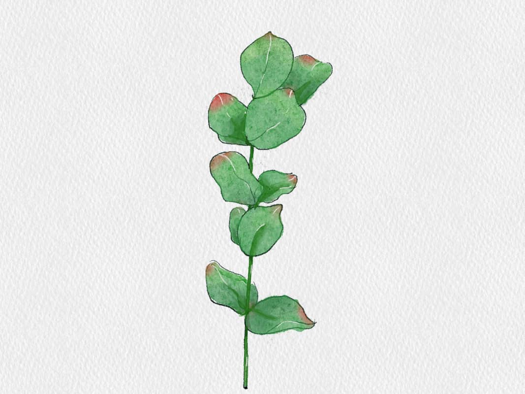 【插画】ins风植物水彩